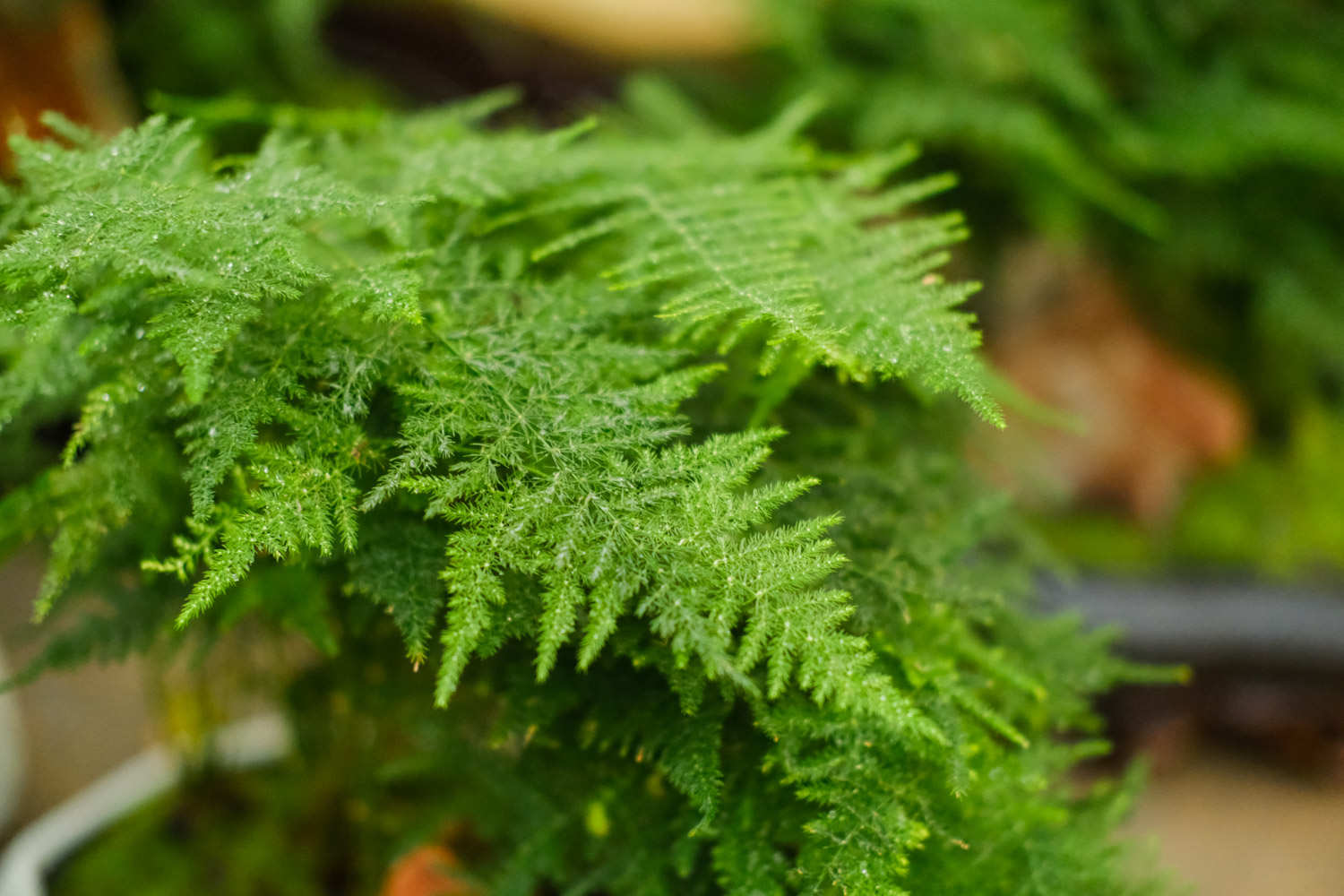 室内适合养的18种植物(图2)